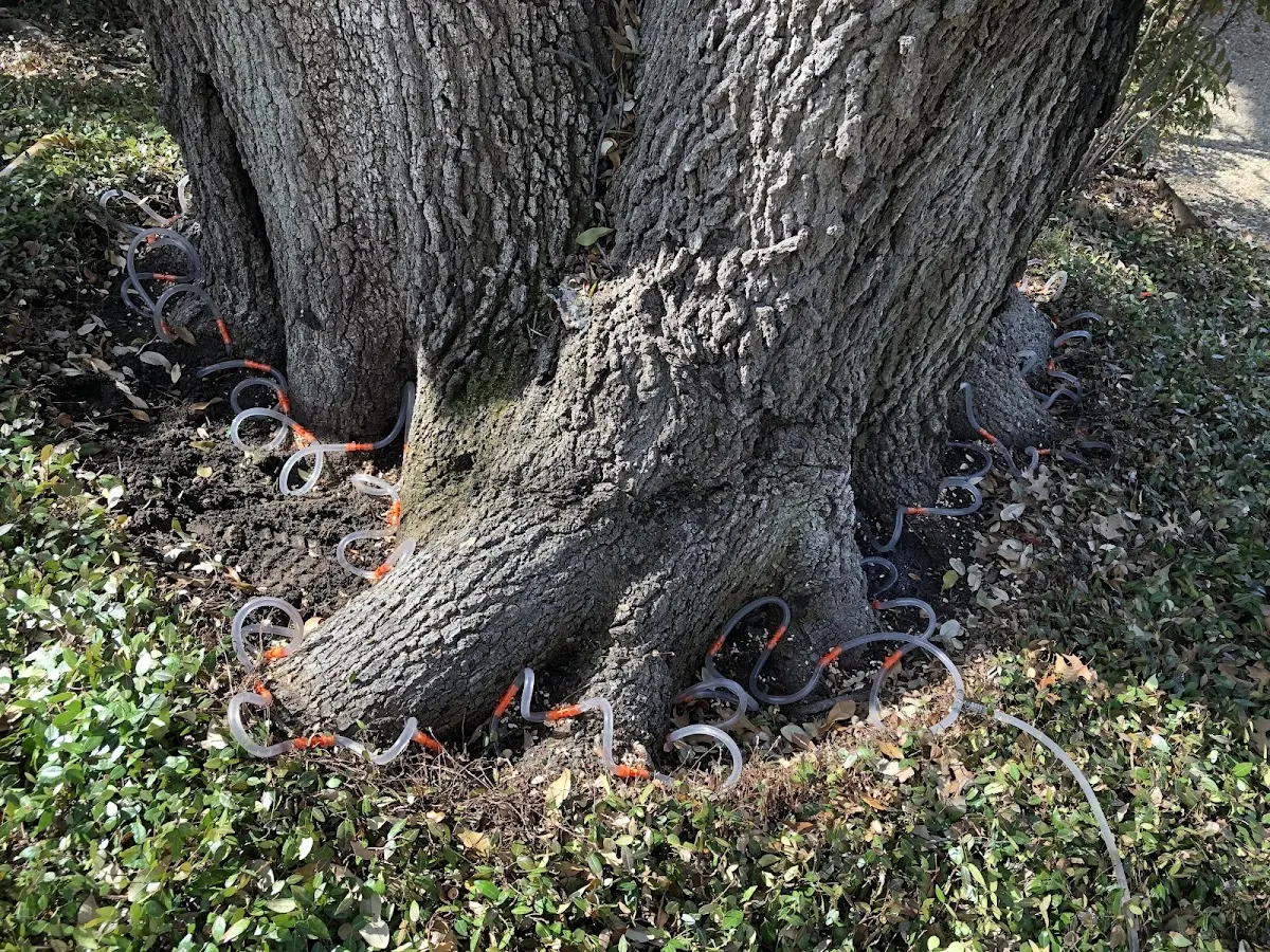 Detailed Tree Cabling and Bracing job site in Parrottsville